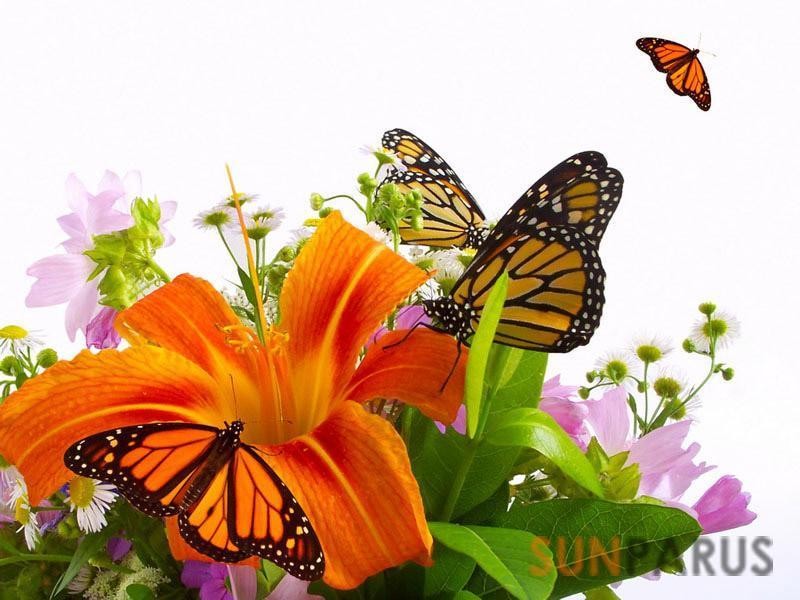 butterflies001