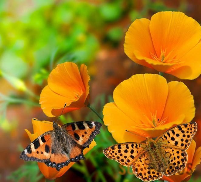 butterflies005
