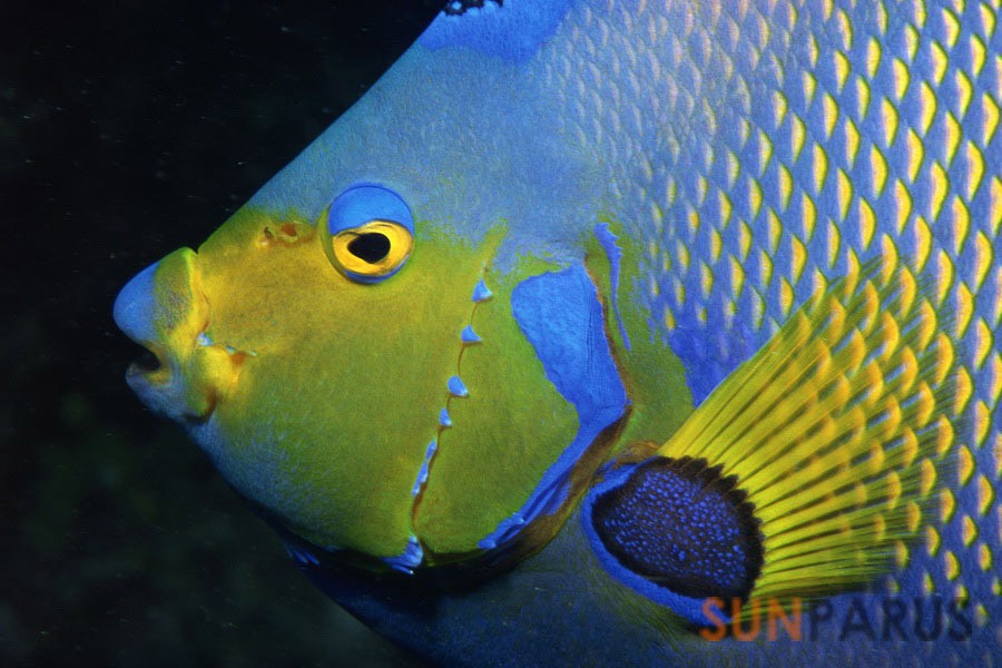 diving029