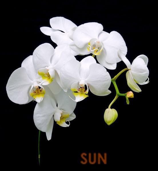 orchides004