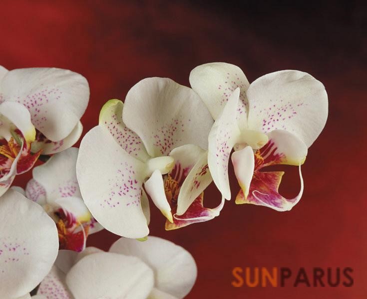 orchides006