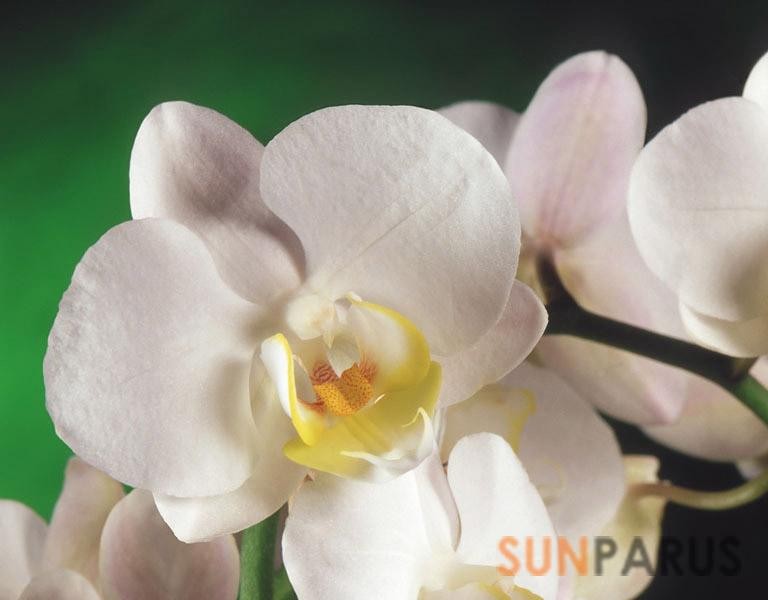 orchides007