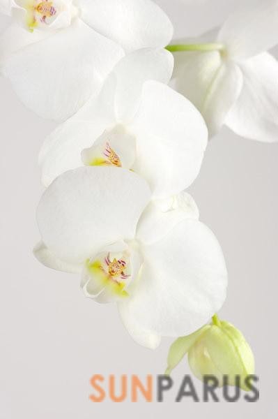 orchides013