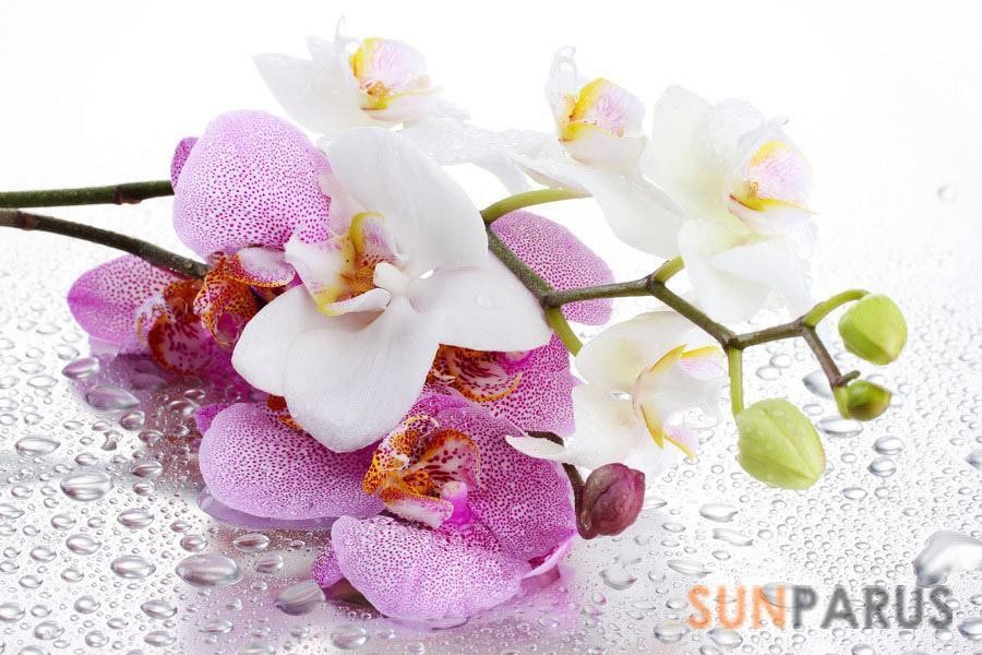 orchides019