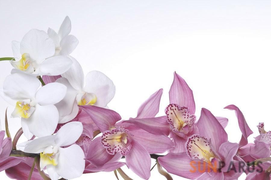 orchides021