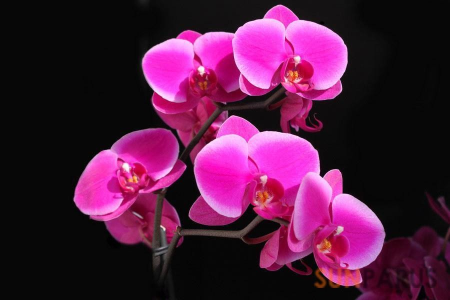 orchides023