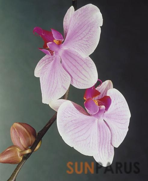 orchides029