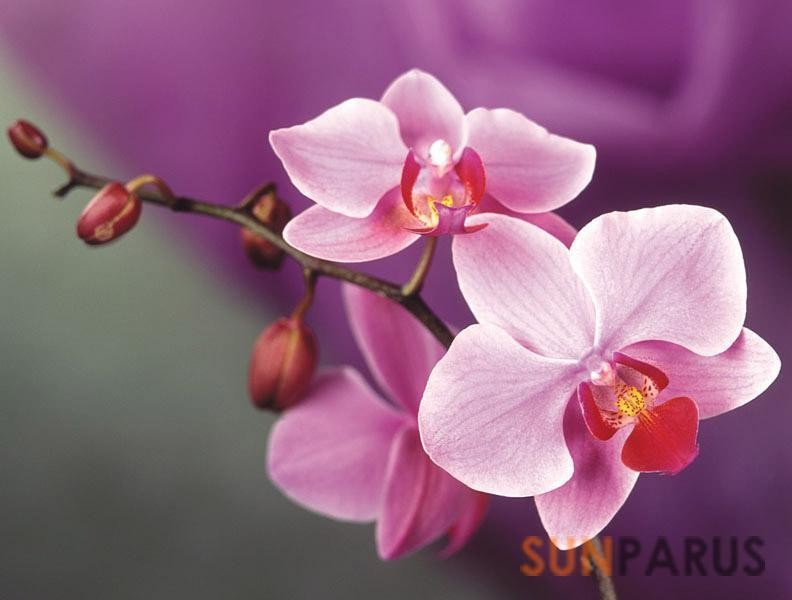 orchides030