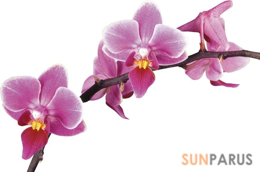orchides049