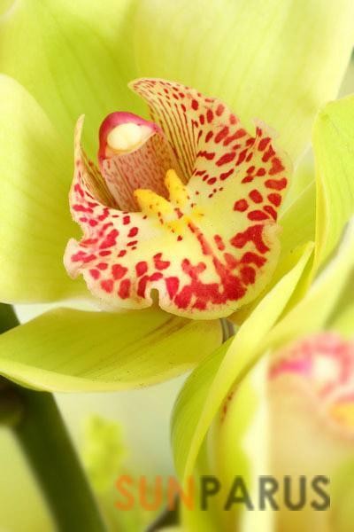 orchides057
