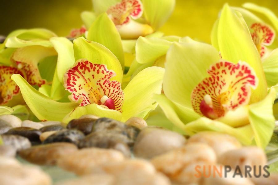 orchides060