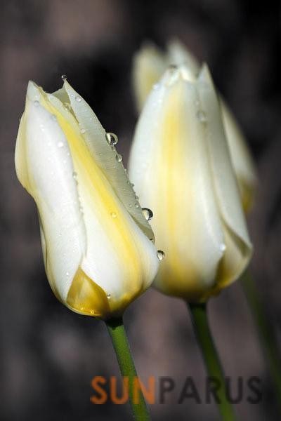 tulips016